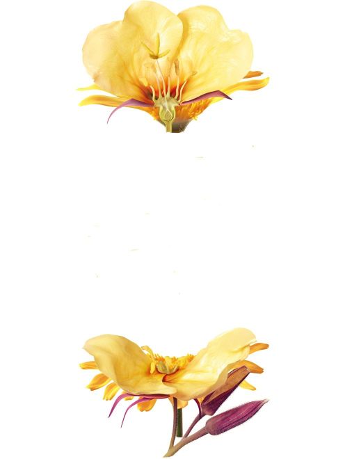 Image of Evening Primrose - Icon