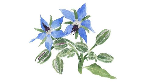 玻璃苣籽油