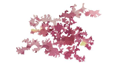 鹿角菜膠