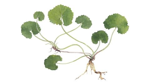 雷公根萃取物