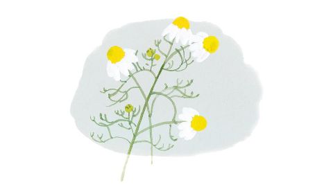 德國洋甘菊花萃取物