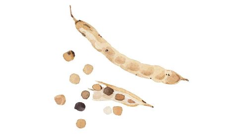 關華豆膠