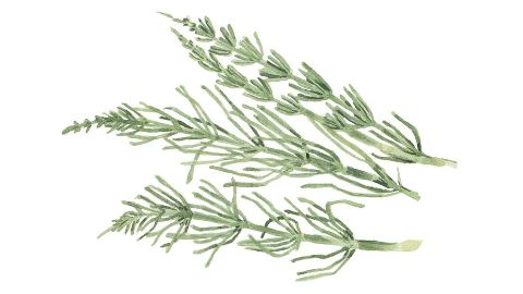 馬尾草萃取物
