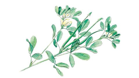 胡蘆巴豆