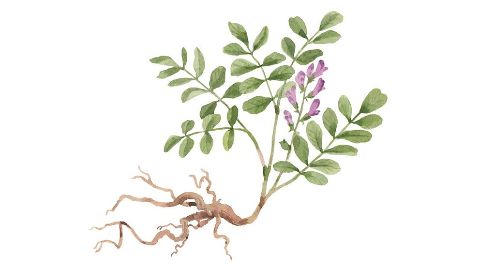 甘草