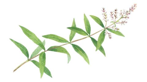 檸檬馬鞭草萃取物