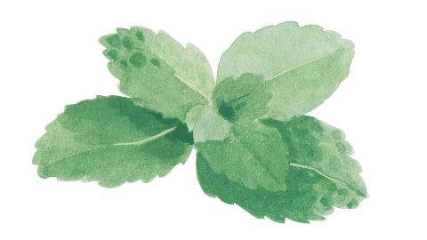 薄荷油