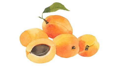 杏桃核仁油