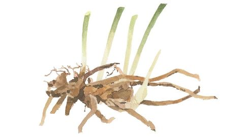 金雀花根部萃取物