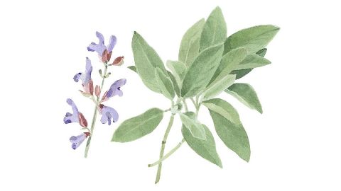 鼠尾油