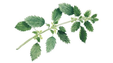 Nettle extract